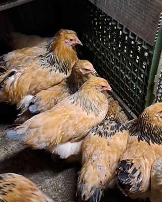 Galline ornamentali