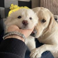 Cucciolo femmina due mesi