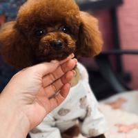 Barboncino linea asiatica