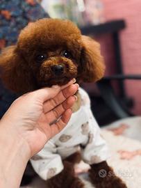 Barboncino linea asiatica