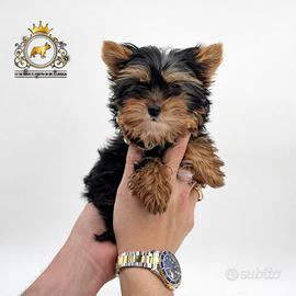 Strepitosa cucciola Yorkshire