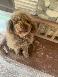 Lagotto romagnolo