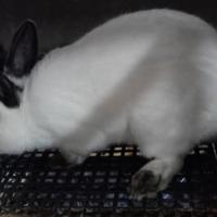 Coniglio Maschio California