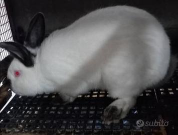 Coniglio Maschio California