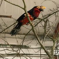 Barbuto rosso e nero