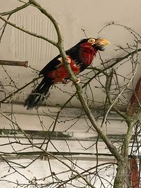 Barbuto rosso e nero