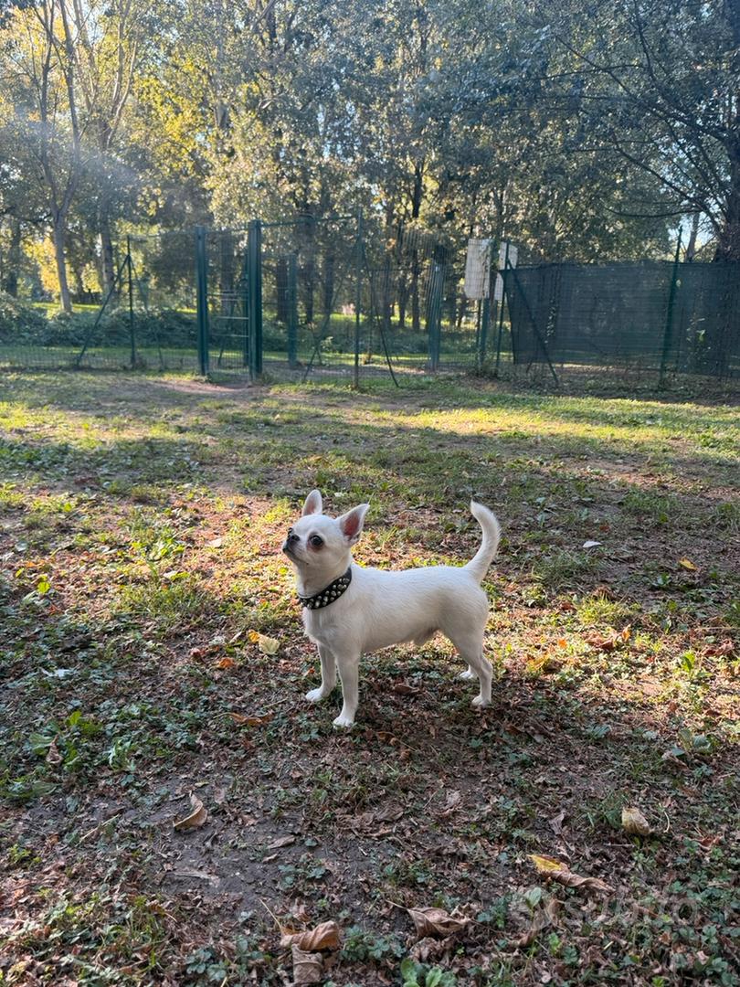 Stallone chihuahua enci - Animali In vendita a Milano
