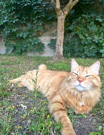 Ho 8 anni, sono sterilizzato