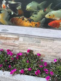 Carpe koi