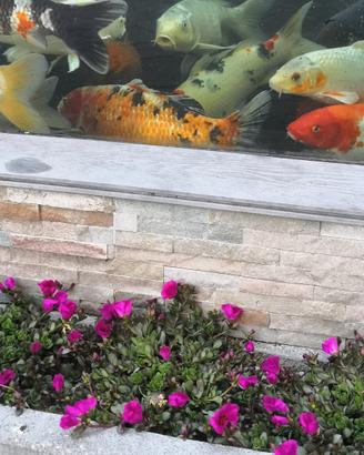 Carpe koi