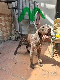 Bracco tedesco