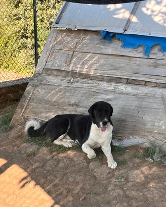 Cane da pastore dell'asia centrale