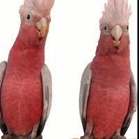 Maschio cacatua roseicapilla 2025