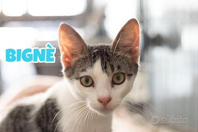 Bignè gattino biancogrigio di 4 mesi