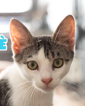 Bignè gattino biancogrigio di 4 mesi
