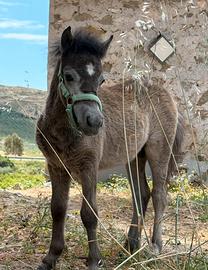 Pony