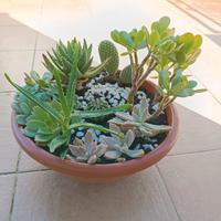 Composizione piante grasse