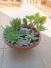 Composizione piante grasse