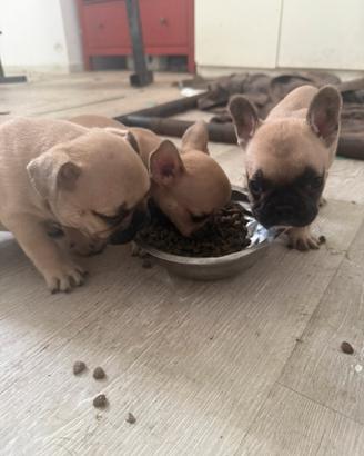 Bulldog francese