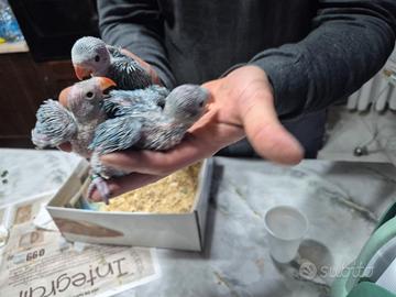 Parrocchetti dal collare che parlano