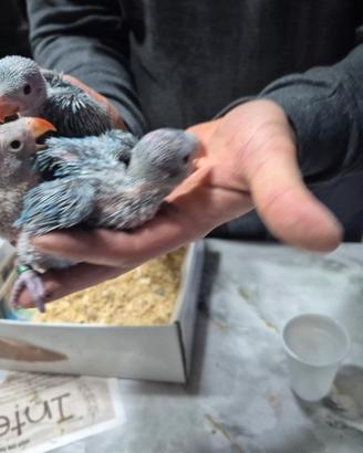 Parrocchetti dal collare che parlano