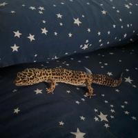 Geco Leopardino - teca e tappetino riscaldante