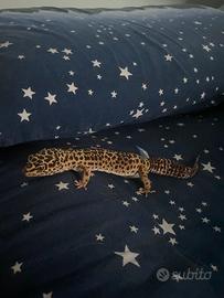 Geco Leopardino - teca e tappetino riscaldante