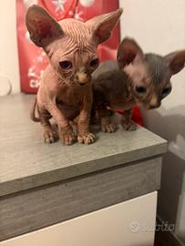 Sphynx