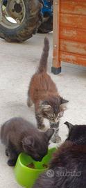 4 gattini razza comune