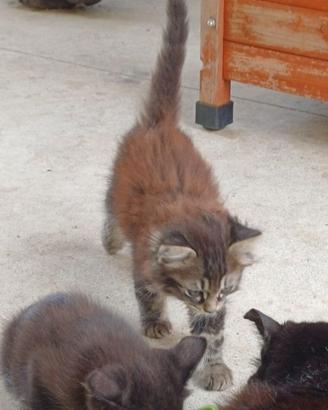 4 gattini razza comune
