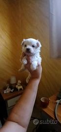mini maltesi toy solo maschi 