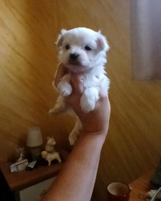 mini maltesi toy solo maschi 