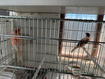 Arlecchini portoghesi pronti per le cove