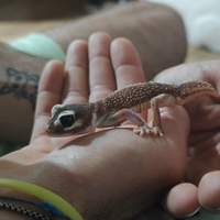Geko Nephrurus