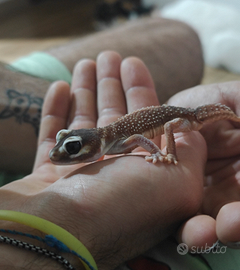 Geko Nephrurus