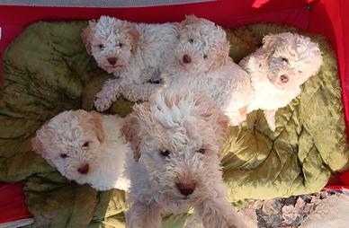 Cuccioli di lagotto con pedegree