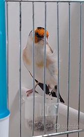 Cardellino Mayor Agata favato portatore giallo