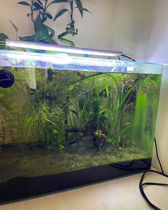 Piante acquario