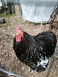 Gallo cocincina nano