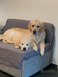 Golden retriever linea inglese