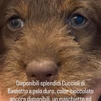 Bassotti a pelo duro color cioccolato