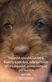 Bassotti a pelo duro color cioccolato