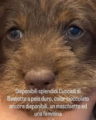 Bassotti a pelo duro color cioccolato