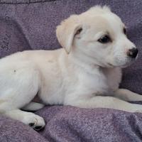 Cucciola mix labrador abbandonata in adozione