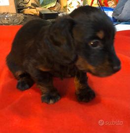 Bassotto a pelo lungo