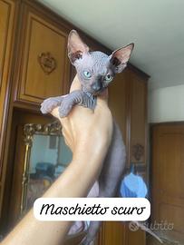Gattini Sphynx