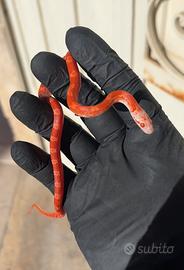 Serpente del grano con accessori