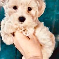 Maltipoo maschio e femmina