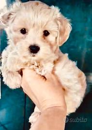 Maltipoo maschio e femmina