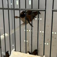 Passere del giappone